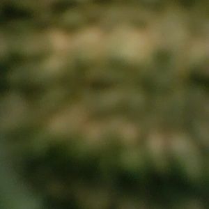 Meet your Posher, Claudette